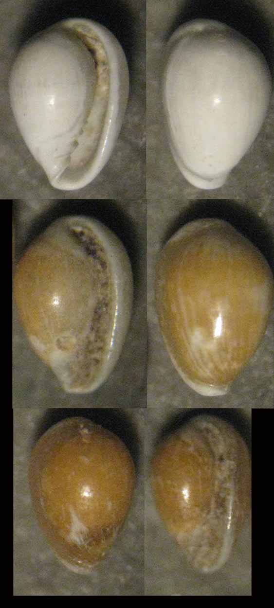 Granulina di profondit�